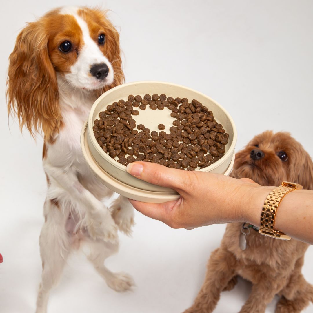 Dog looking at his silicone dog bowl with dog food in it.