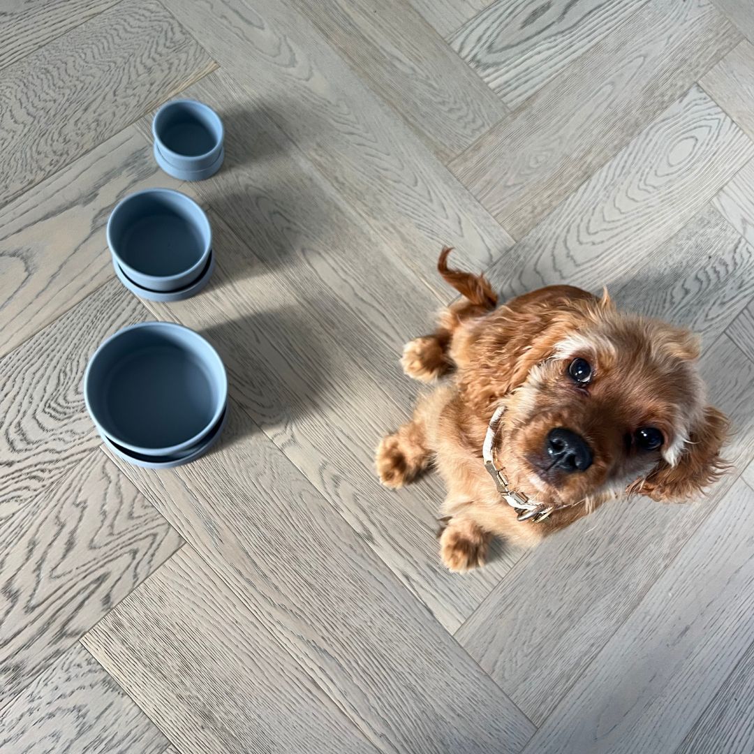 Cute dog sitting next to the dog food storage containers in 3 sizes.