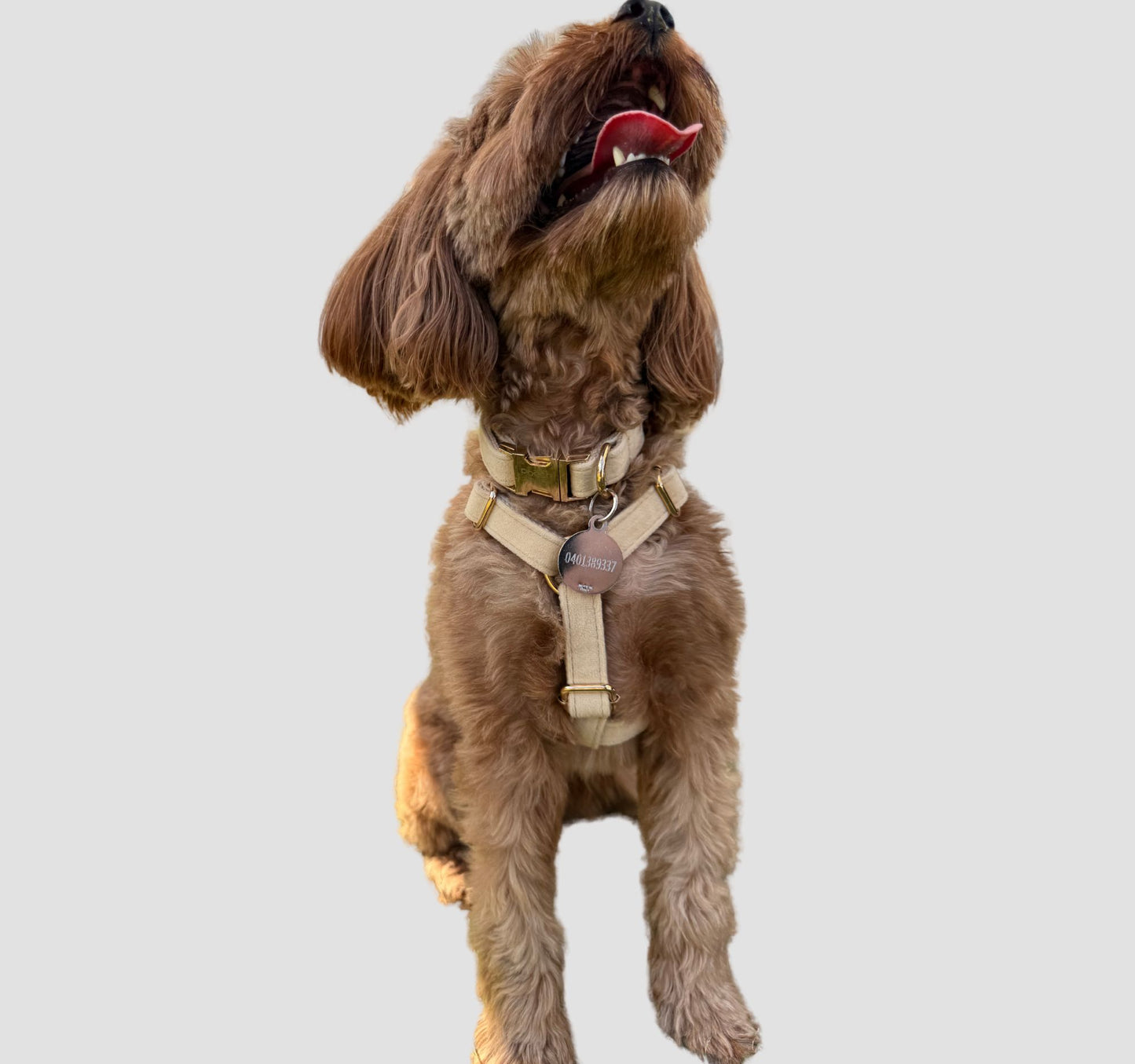 Dog wearing a medium velvet beige dog collar & harness.